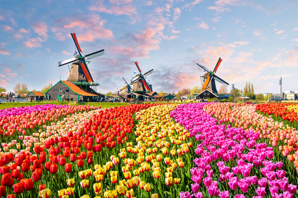 Cost of employing in the Netherlands-Tulips